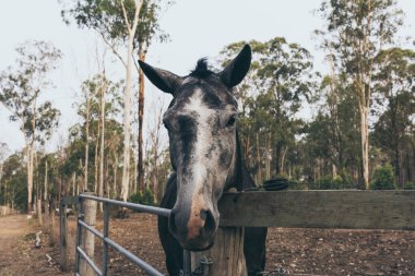 Vahşi çiftlikte alnında beyaz leke olan güzel siyah at. İspanyol atı
