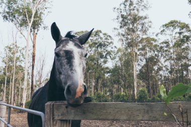 Vahşi çiftlikte alnında beyaz leke olan güzel siyah at. İspanyol atı