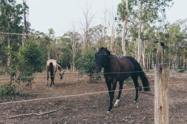 Çiftlikte koşan güzel beyaz ve kahverengi erkek at. İspanyol atları