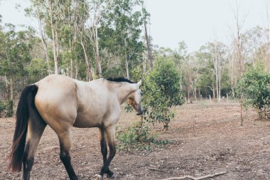 Hareketli uzun yeleli beyaz at. İspanyol atı, Endülüs