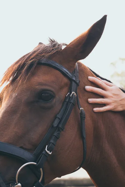 Primer Plano Mano Mujer Joven Acariciando Hermosa Cabeza Caballo Castaño — Foto de Stock