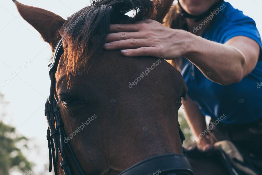 Close-up of young woman hand caressing beautiful chestnut horse head