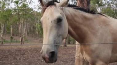 Çiftliğe giren güzel beyaz at. İspanyol beyaz atı