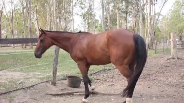 Kahverengi at çiftliğe giriyor. İspanyol atı,