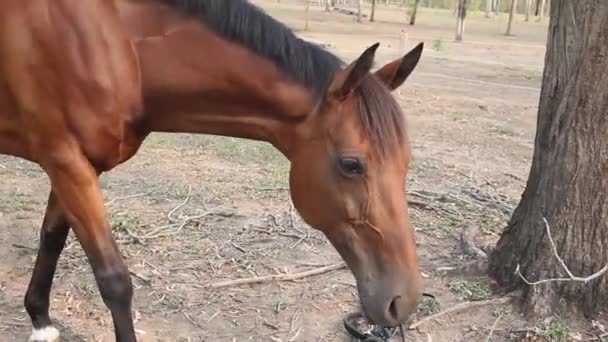 Cheval brun marchant dans le ranch. Cheval espagnol ,