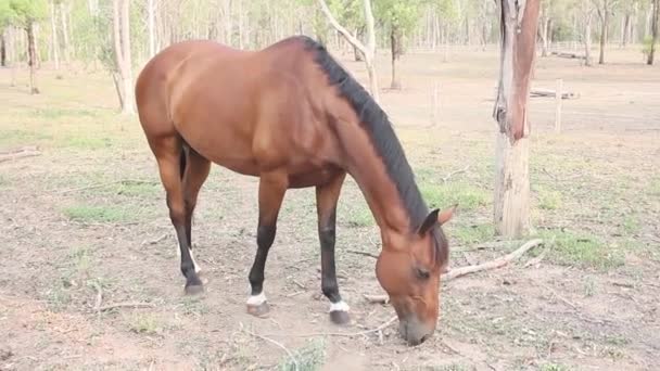 Cheval brun marchant dans le ranch. Cheval espagnol ,