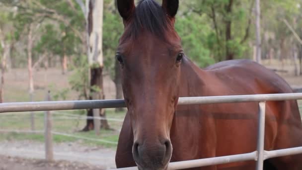 stock video Brown horse walking into ranch. Spanish horse,