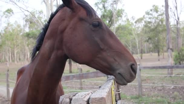 Cheval brun marchant dans le ranch. Cheval espagnol ,