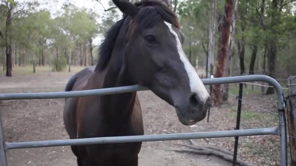 Cheval brun marchant dans le ranch. Cheval espagnol ,