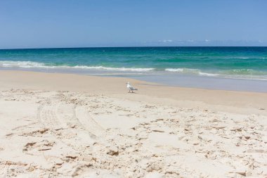 Yaz günü tropik plaj turkuaz suyu. Bribie Adası. Avusturalya
