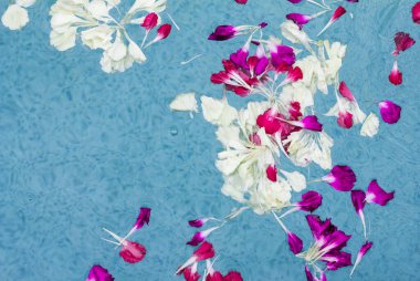 karanfil pedalı suda yüzüyor.