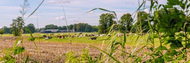 Bir çiftlik ve bir çayırda inek ile tipik Hollanda manzara