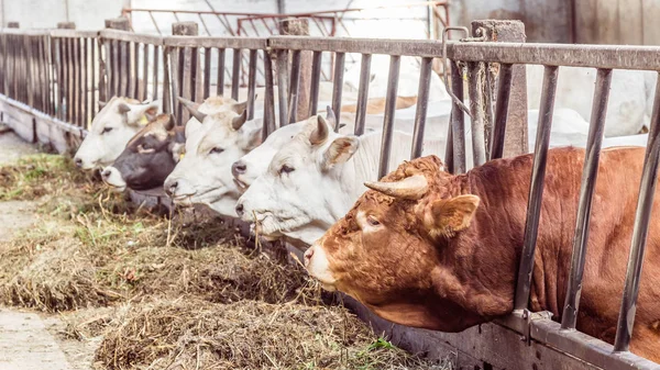 Krávy plemene Marchigiana jíst seno v biologické stabilní — Stock fotografie