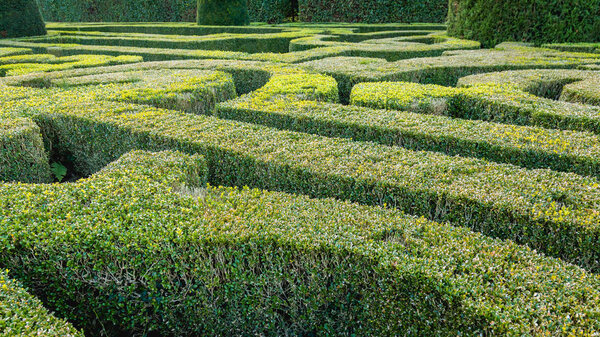Formal French garden with shaped boxwood bushes