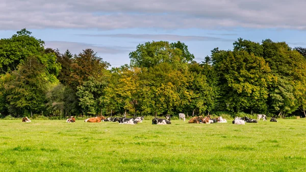 Typická Holandská krajina s farmu a krávy na louce — Stock fotografie