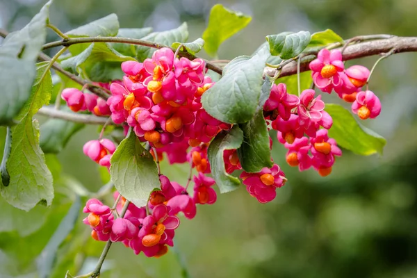 European spindle flower (Euonymus europaeus) — Stock Photo, Image