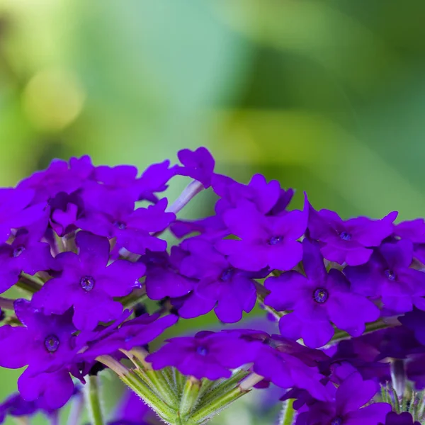 绿色背景上的紫色花朵 — 图库照片