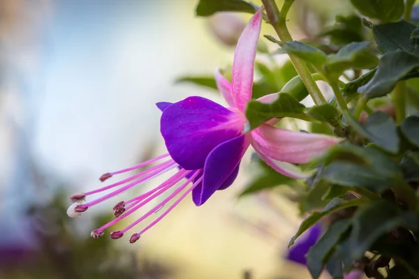 Fuchsia flower closeup — Stock Photo, Image