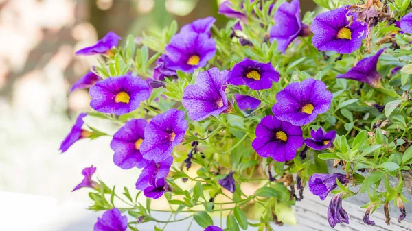 Flor púrpura sobre un fondo verde — Foto de Stock