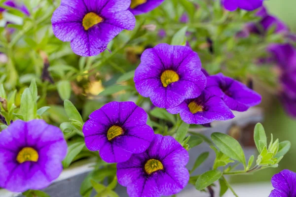 Flor púrpura sobre un fondo verde — Foto de Stock