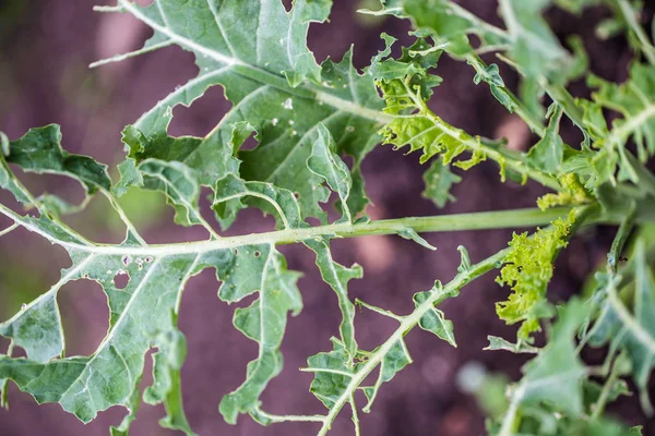 Kale eaten away by catepillar — Stock Photo, Image