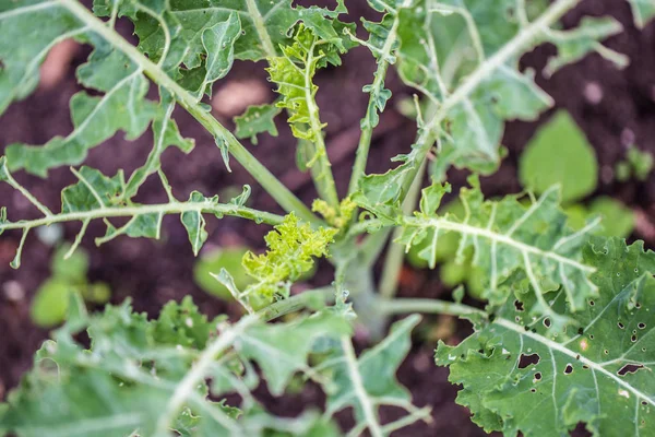 Kale eaten away by catepillar — Stock Photo, Image