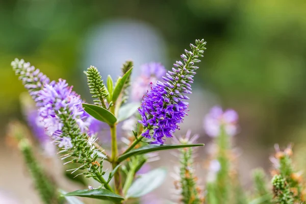 Purple flowers of the Veronica 'Blue Bomb' - Speedwell — Stock Photo, Image
