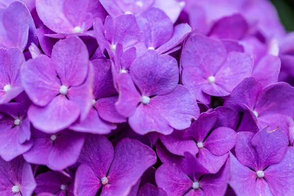 Pembe Hortensia çiçekler kapatmak — Stok fotoğraf