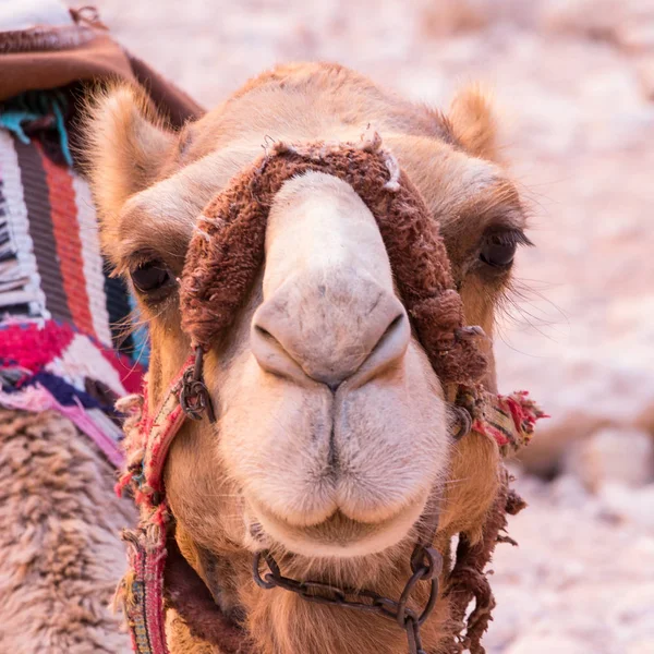 Farbenfrohe Kamele in der antiken Stadt Petra in Jordanien — Stockfoto