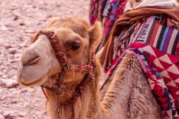 Camelo colorido na antiga cidade de Petra, na Jordânia — Fotografia de Stock