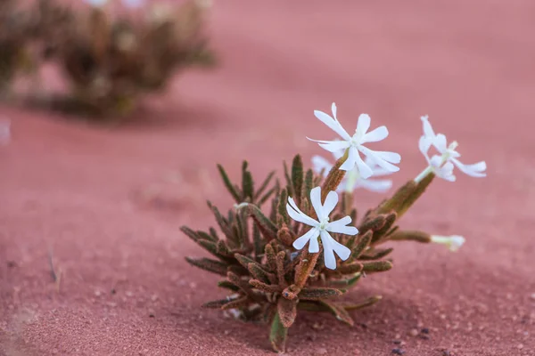 Blomma i Wadi Rums öken i Jordanien — Stockfoto