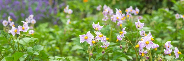 Purple Potato flowers — Stock Photo, Image