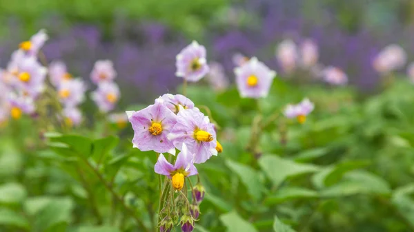 Lila potatis blommor — Stockfoto