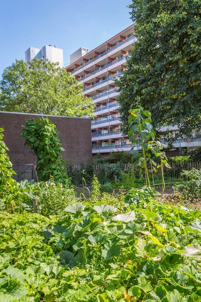 Urban agriculture: a vegetable garden beside an apartment buildi — Stock Photo, Image