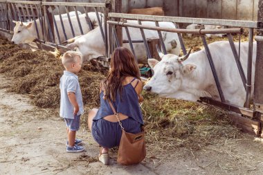 Alemere, Hollanda - 29 Ağustos 2016: inek besleme küçük çocuk