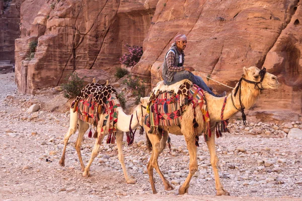 PETRA, JORDANIA - 28 DE ABRIL DE 2016: Joven beduino montado en camellos —  Fotos de Stock