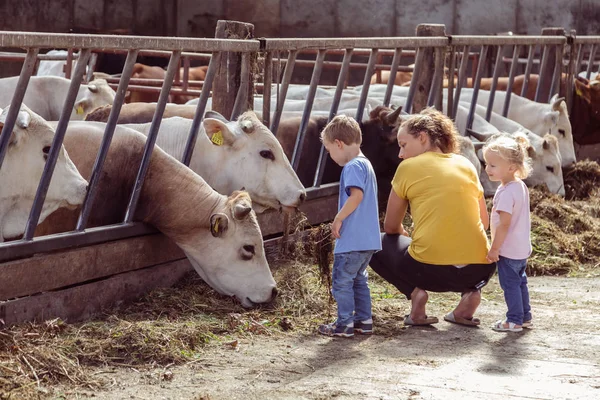 ALEMERE, PAÍSES BAJOS - 29 DE AGOSTO DE 2016: Pequeño niño alimentando vacas — Foto de Stock