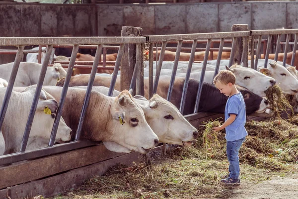 ALEMERE, PAÍSES BAJOS - 29 DE AGOSTO DE 2016: Pequeño niño alimentando vacas — Foto de Stock