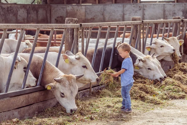 ALEMERE, PAÍSES BAJOS - 29 DE AGOSTO DE 2016: Pequeño niño alimentando vacas — Foto de Stock