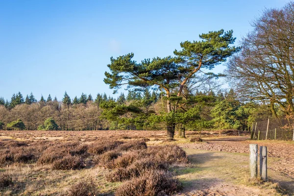 Heathland NP Hoge Veluwe Holanda —  Fotos de Stock