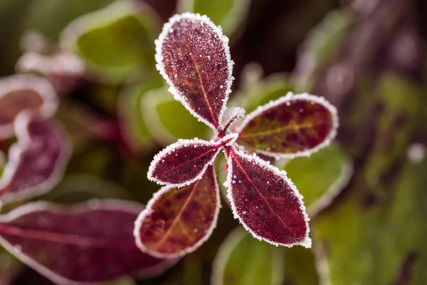 Blad med frost — Stockfoto