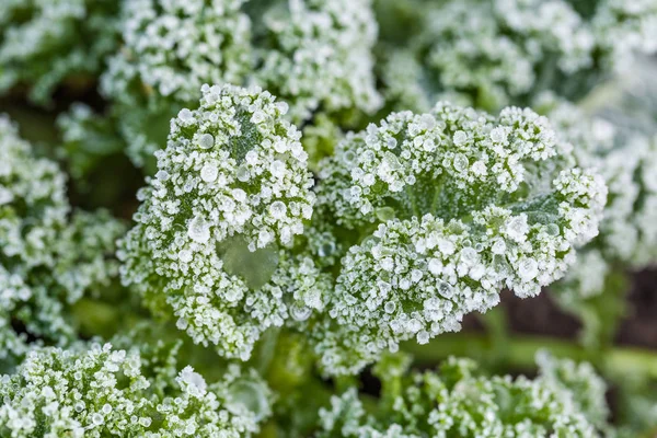 Grönkål med frost — Stockfoto