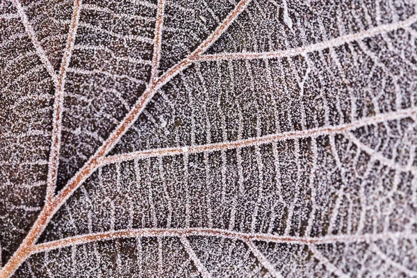 Lämna med frost — Stockfoto