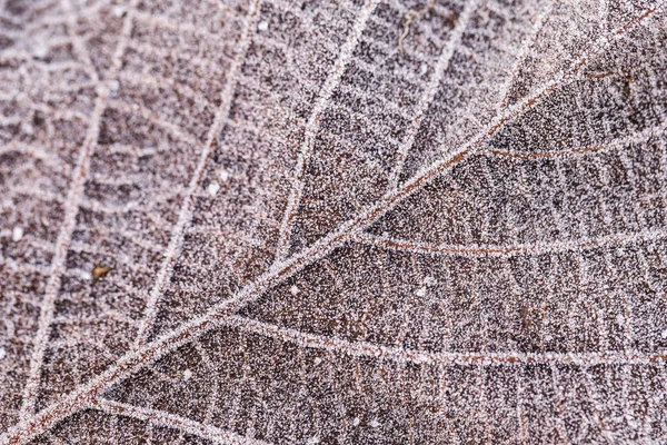 Lämna med frost — Stockfoto