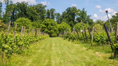 Hollanda Vinyard, yatay