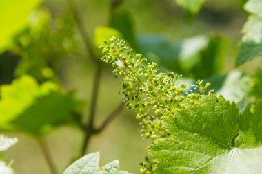 Closeup çiçekli üzüm