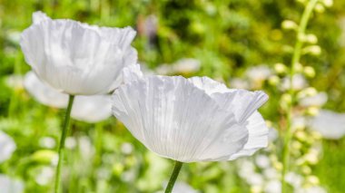 Beyaz gelincik Britiish bahçesinde, yakın çekim