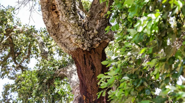 Cork drzewa w góry Monchique, w Algarve w Portugalii — Zdjęcie stockowe