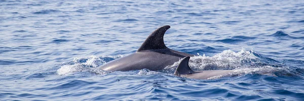 Due delfini sulla costa meridionale del Portogallo vicino a Lagos — Foto Stock