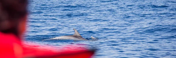 Spotting delfini sulla costa meridionale del Portogallo vicino a Lagos — Foto Stock